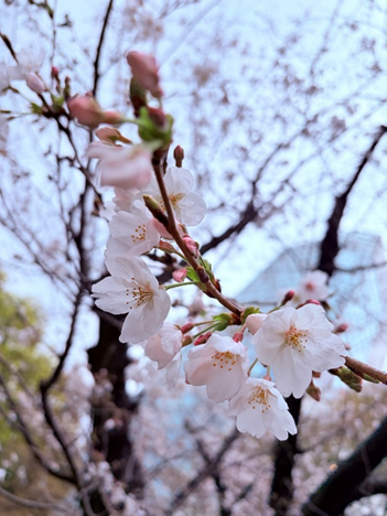 画像 (3).png
